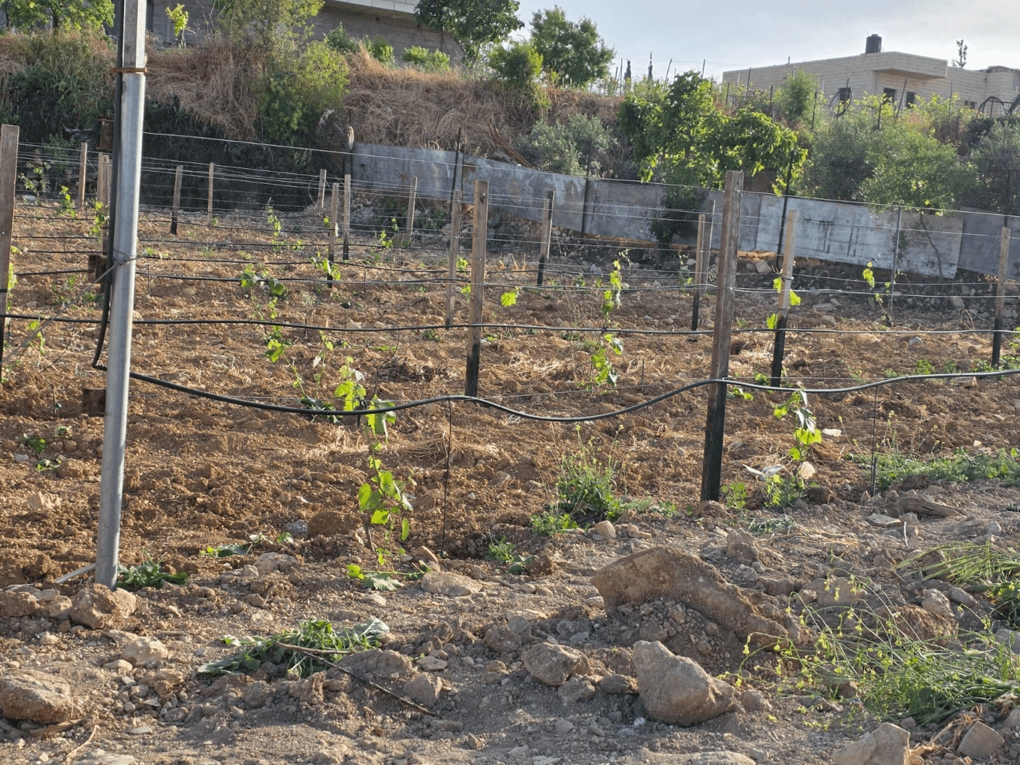 نهضة زراعية في بيت أمر: زراعة العنب الحديثة تفتح آفاقًا اقتصادية جديدة في الخليل
