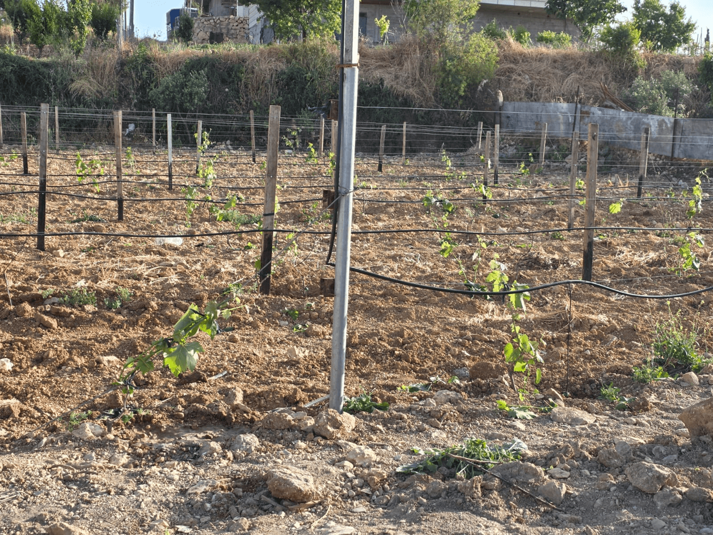 زراعة العنب في بيت أمر